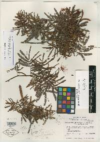 Image of Calliandra sesquipedalis