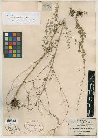 Thalictrum pinnatum image