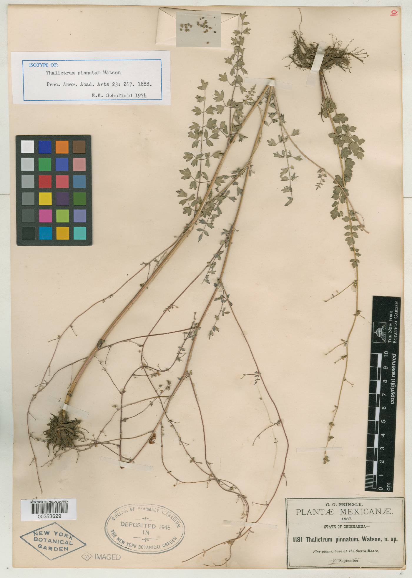 Thalictrum pinnatum image