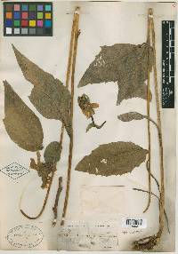 Rudbeckia californica image