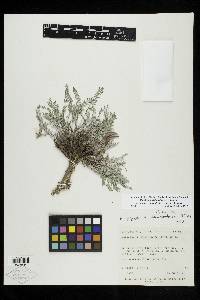 Astragalus argophyllus var. stocksii image