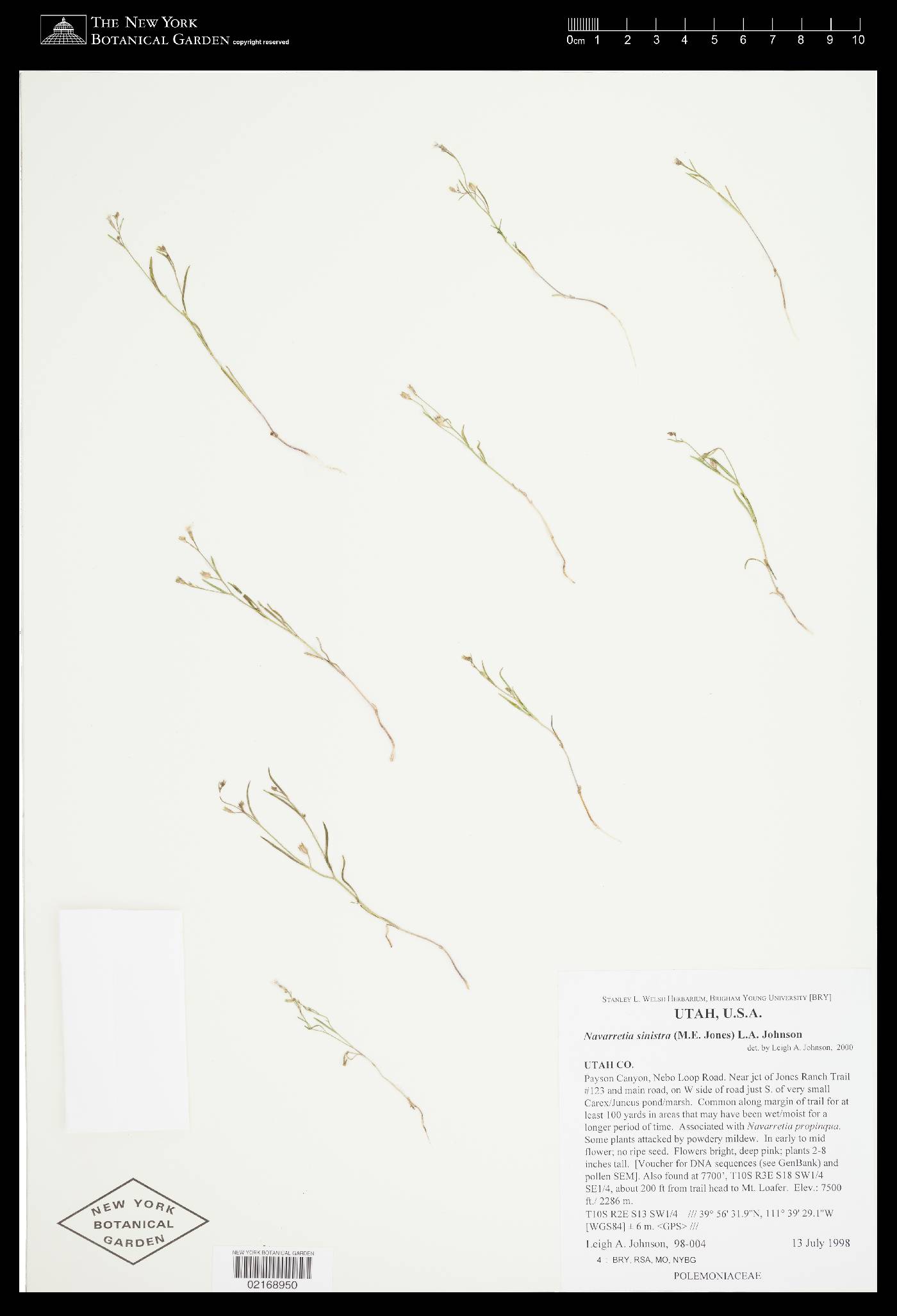 Navarretia sinistra image