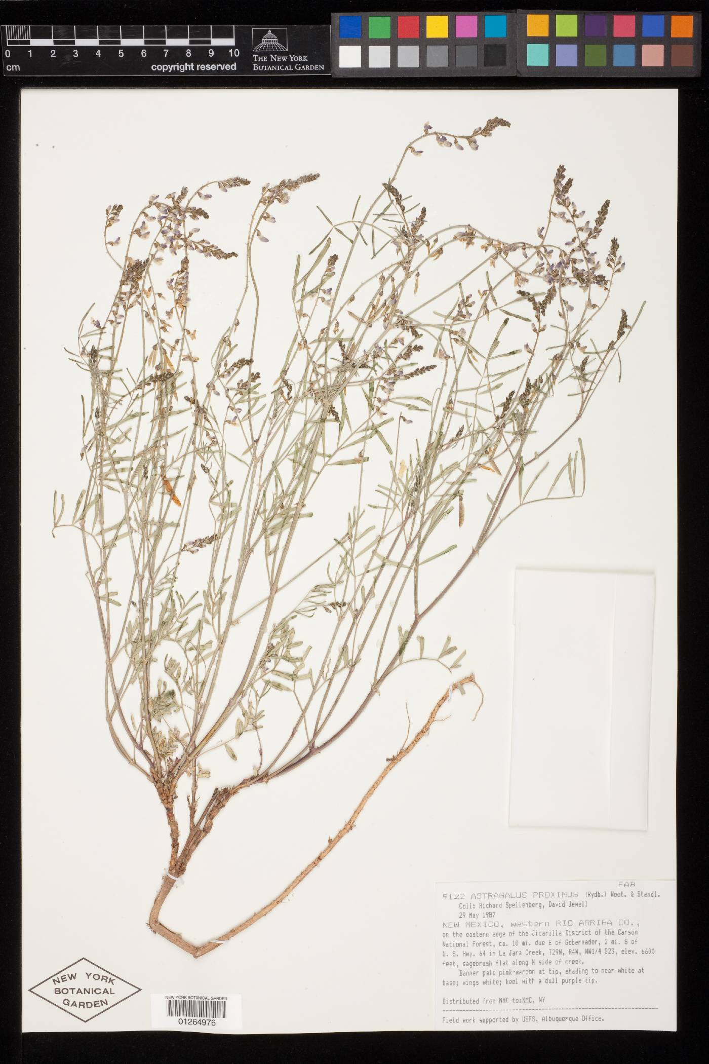 Astragalus proximus image