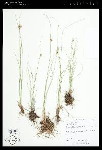 Juncus tenuis var. tenuis image