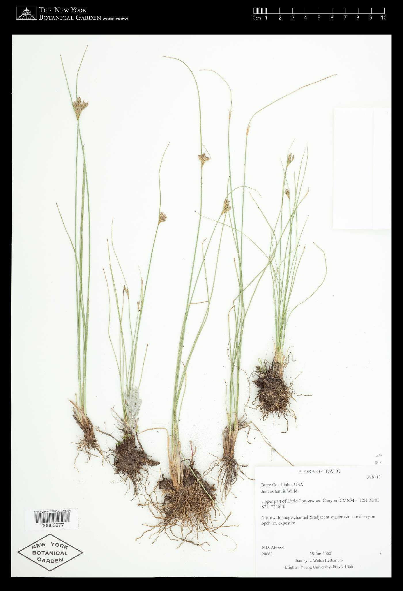Juncus tenuis var. tenuis image