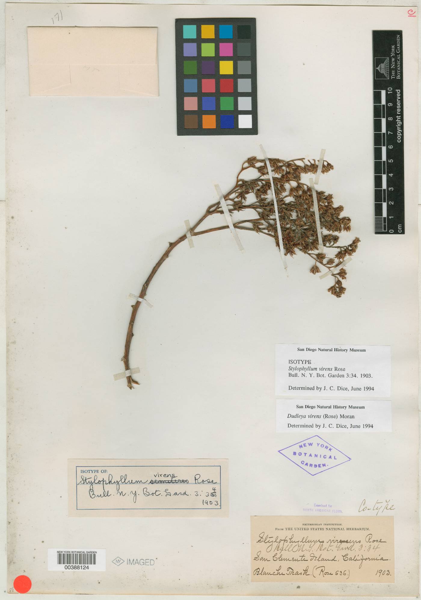 Stylophyllum virens image