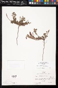 Chamaecrista rotundifolia image