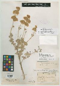 Audibertiella argentea image
