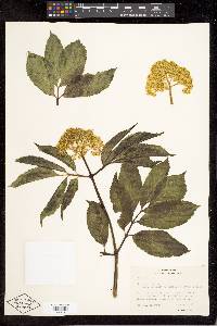 Sambucus racemosa subsp. racemosa image