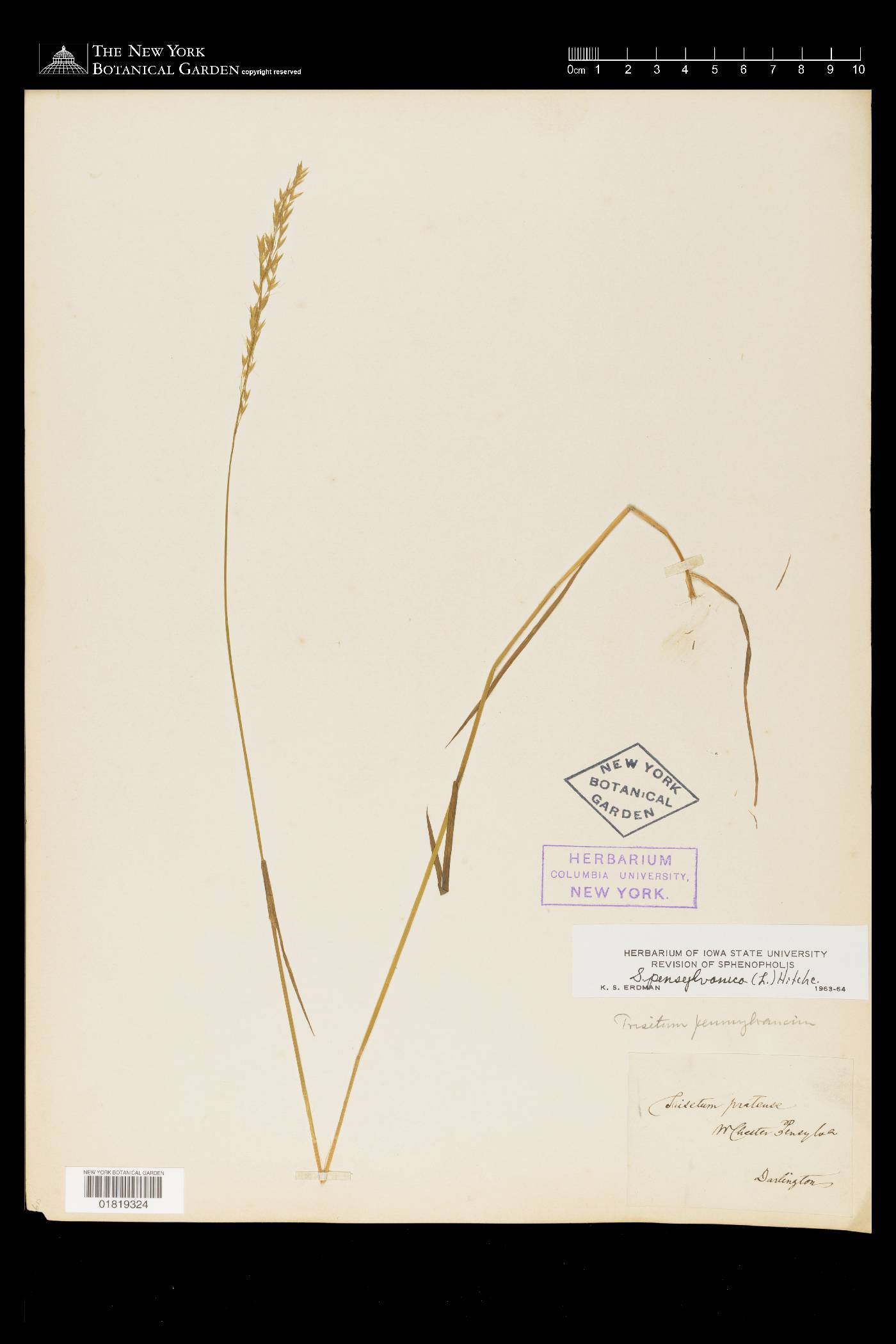 Sphenopholis pensylvanica image