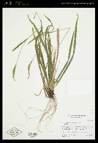 Carex leptonervia image