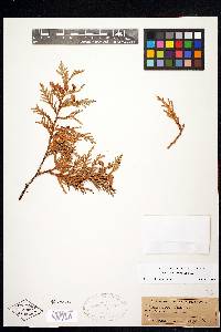 Thuja occidentalis image