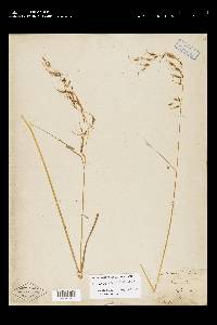 Sorghastrum elliottii image