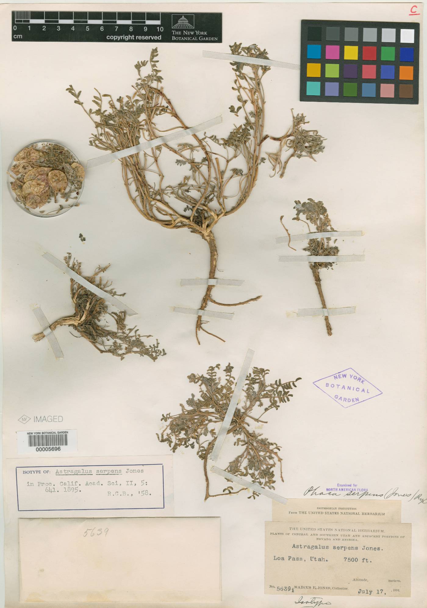 Astragalus serpens image