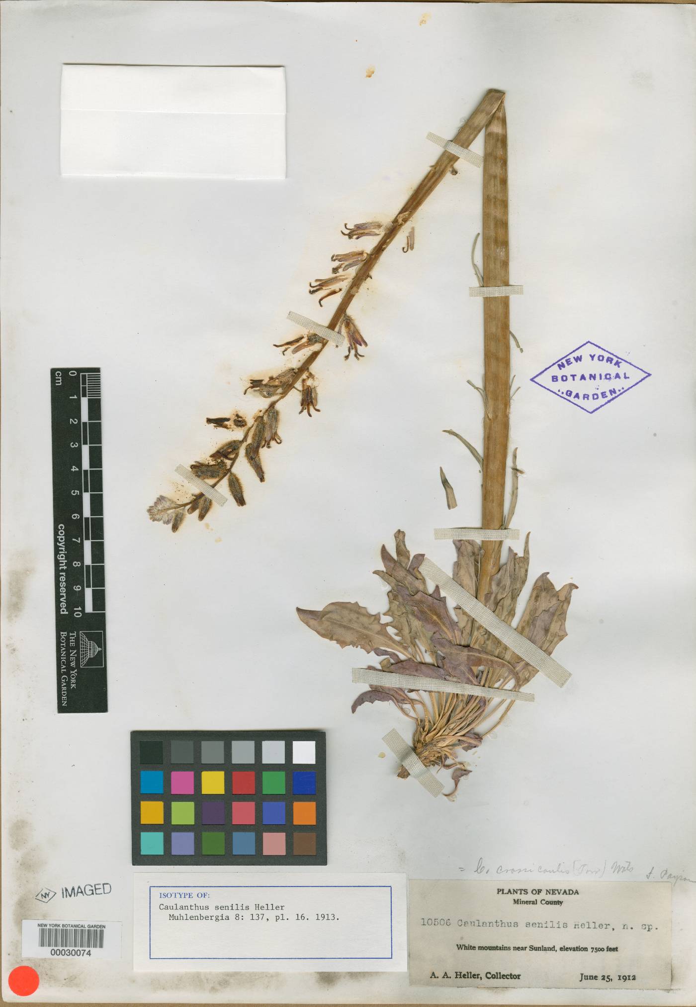 Caulanthus senilis image