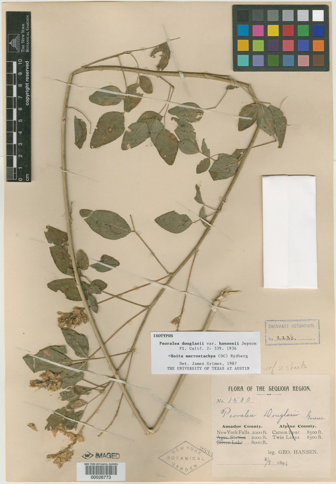 Psoralea douglasii image