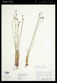 Juncus drummondii image