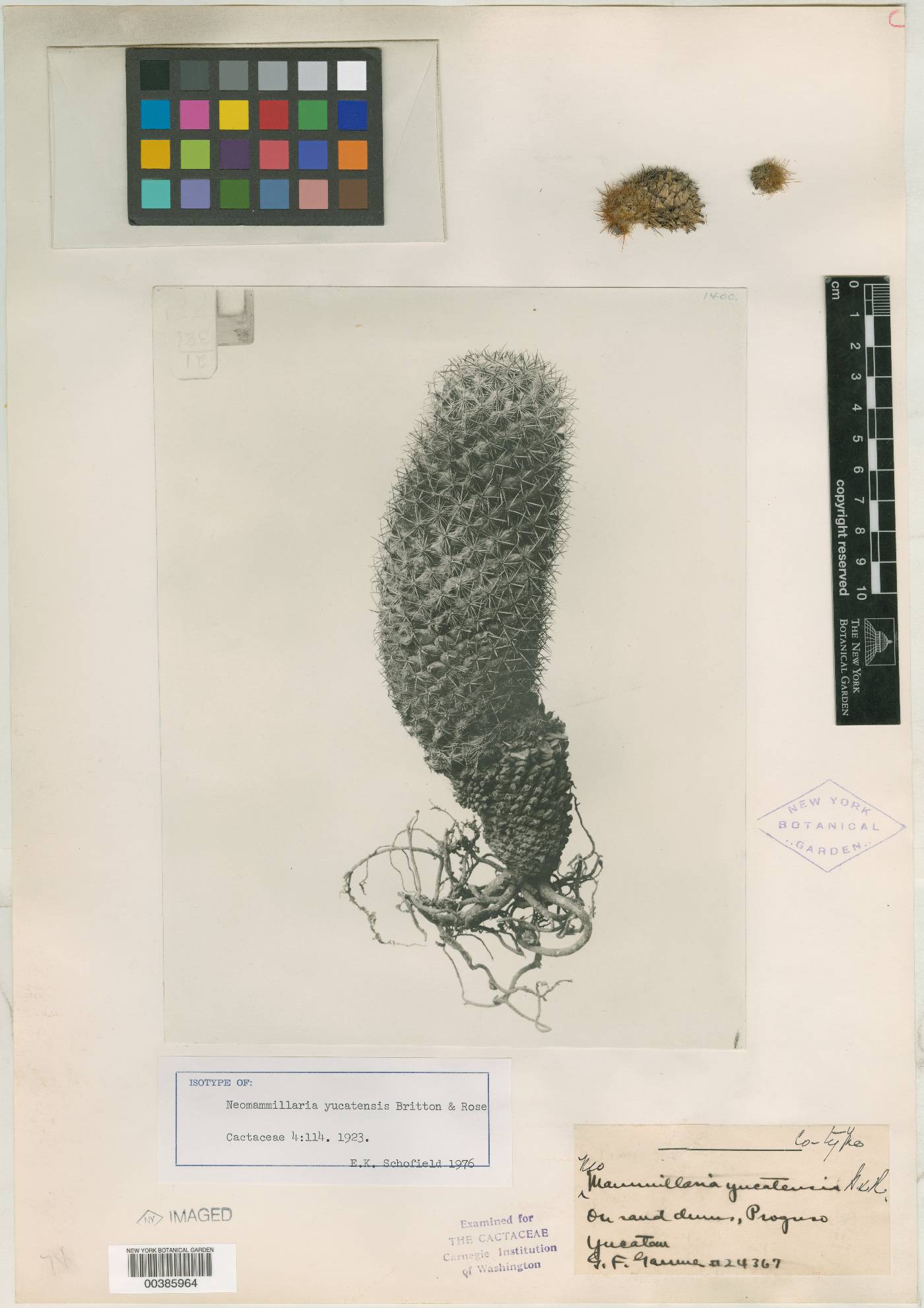 Mammillaria columbiana subsp. yucatanensis image