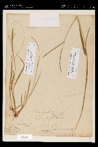 Paspalum setaceum var. setaceum image