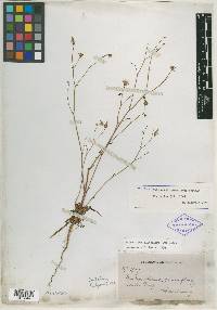 Malacothrix parviflora image