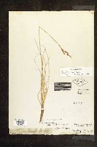 Carex parryana image