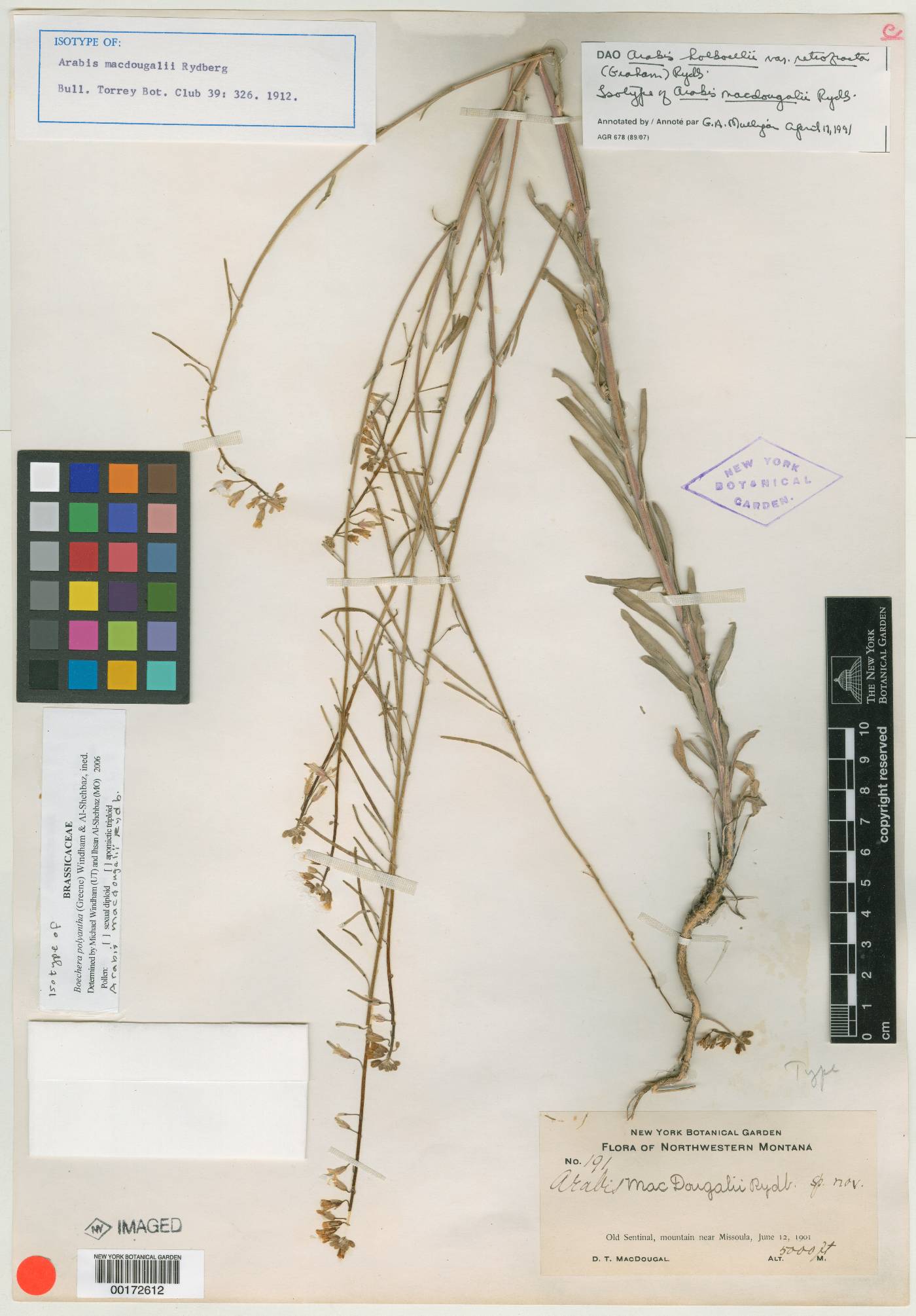 Boechera holboellii var. secunda image