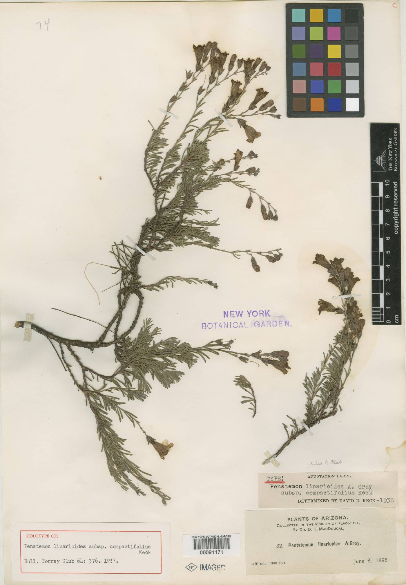 Penstemon linarioides subsp. compactifolius image
