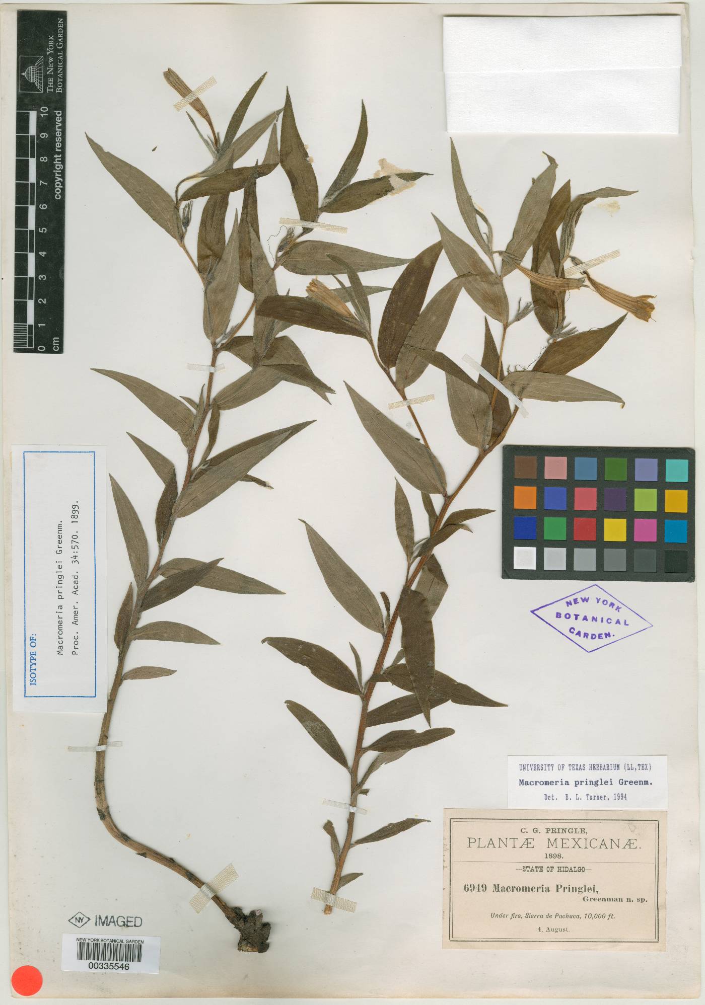 Lithospermum rzedowskii image