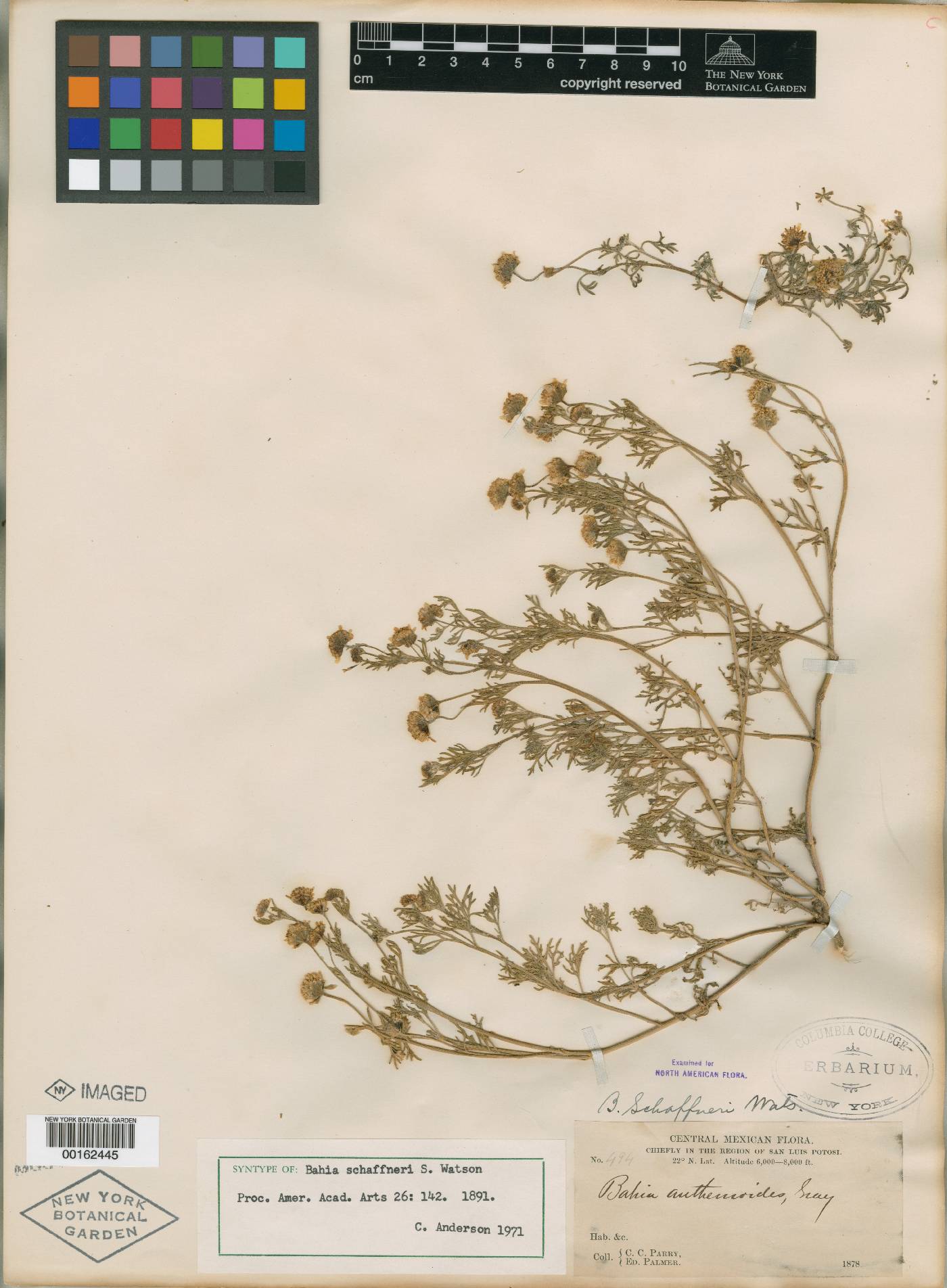 Bahia schaffneri image