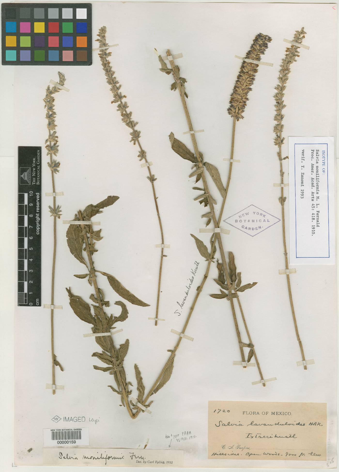 Salvia moniliformis image