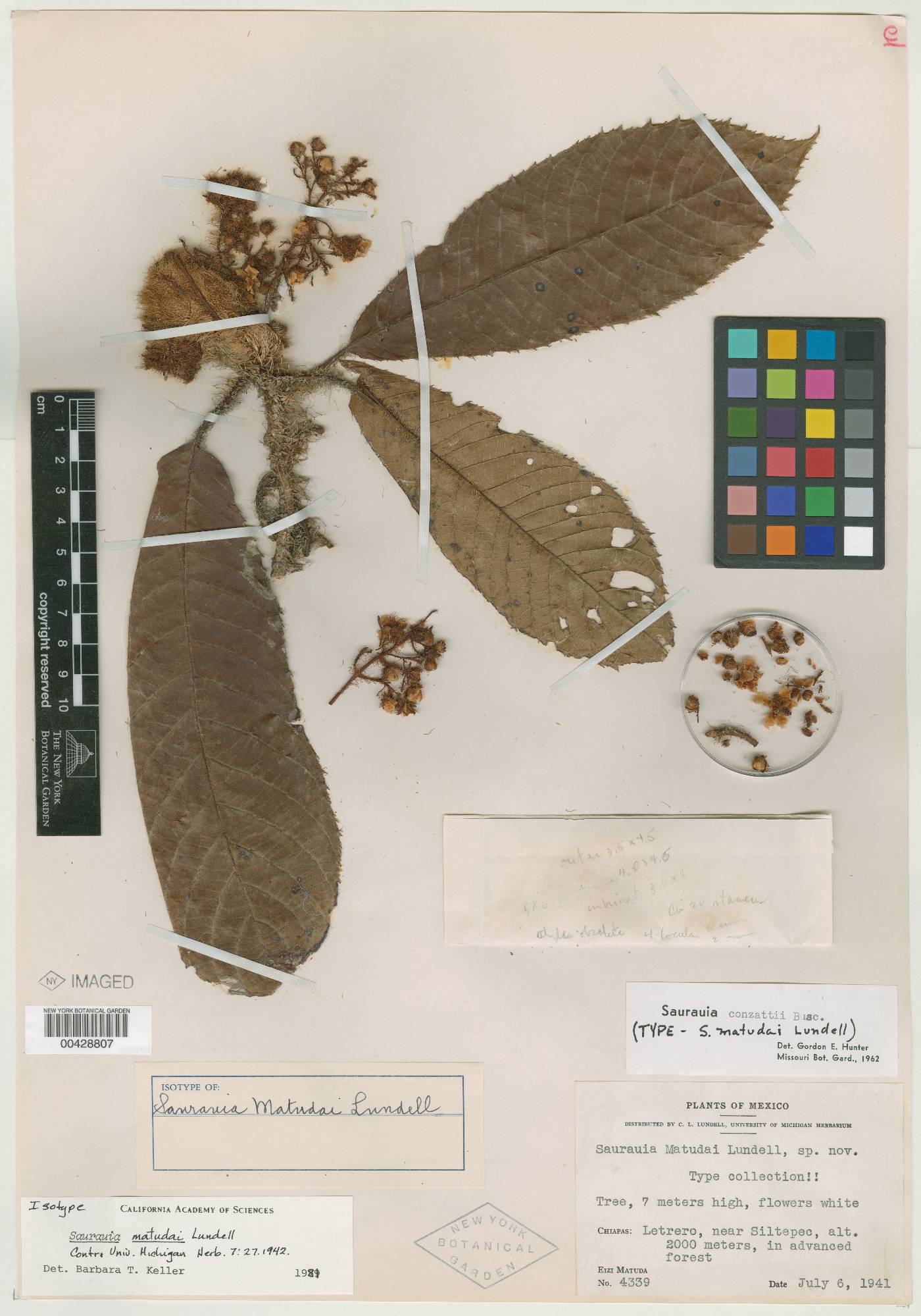 Saurauia conzattii image