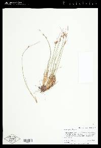 Juncus parryi image