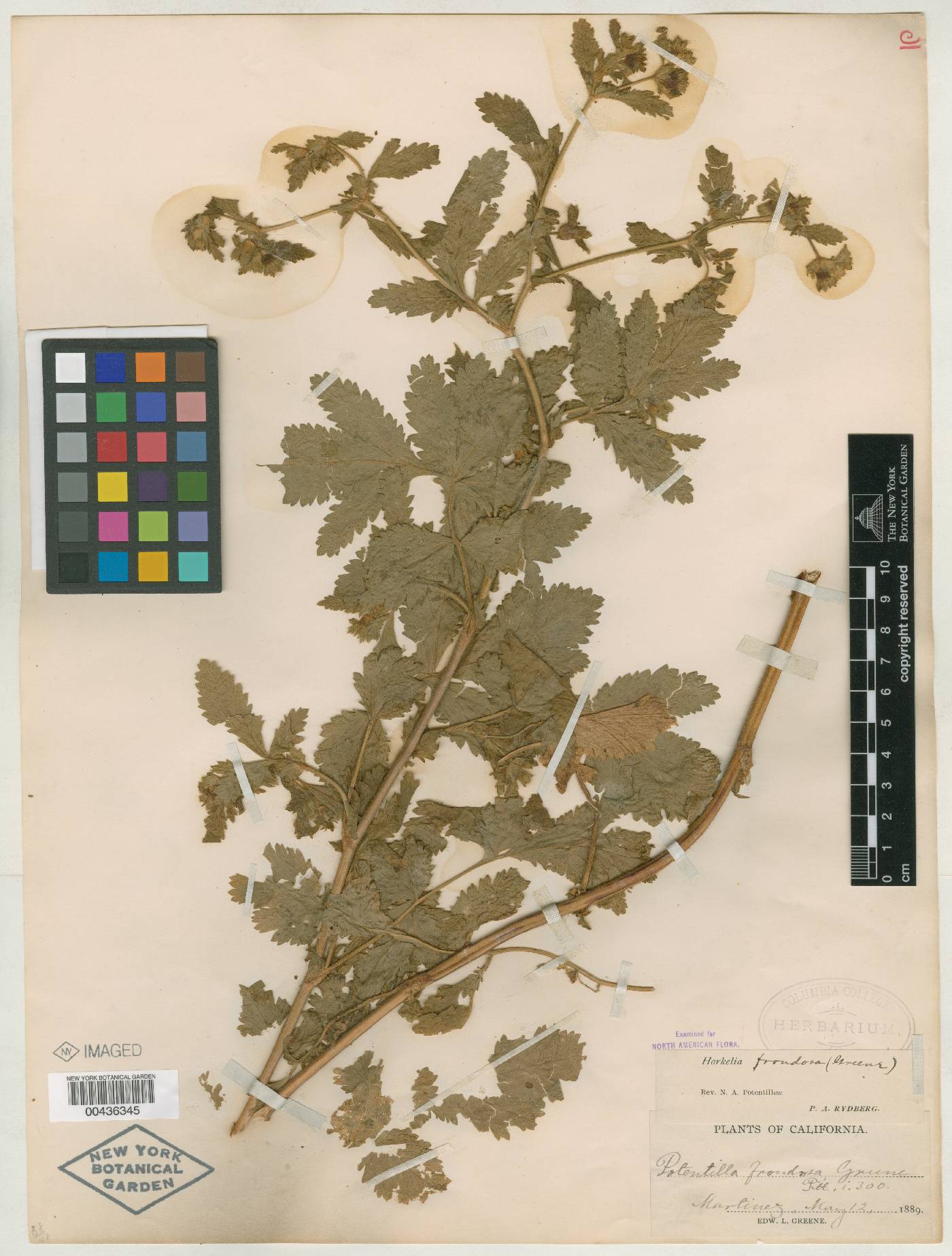 Potentilla frondosa image