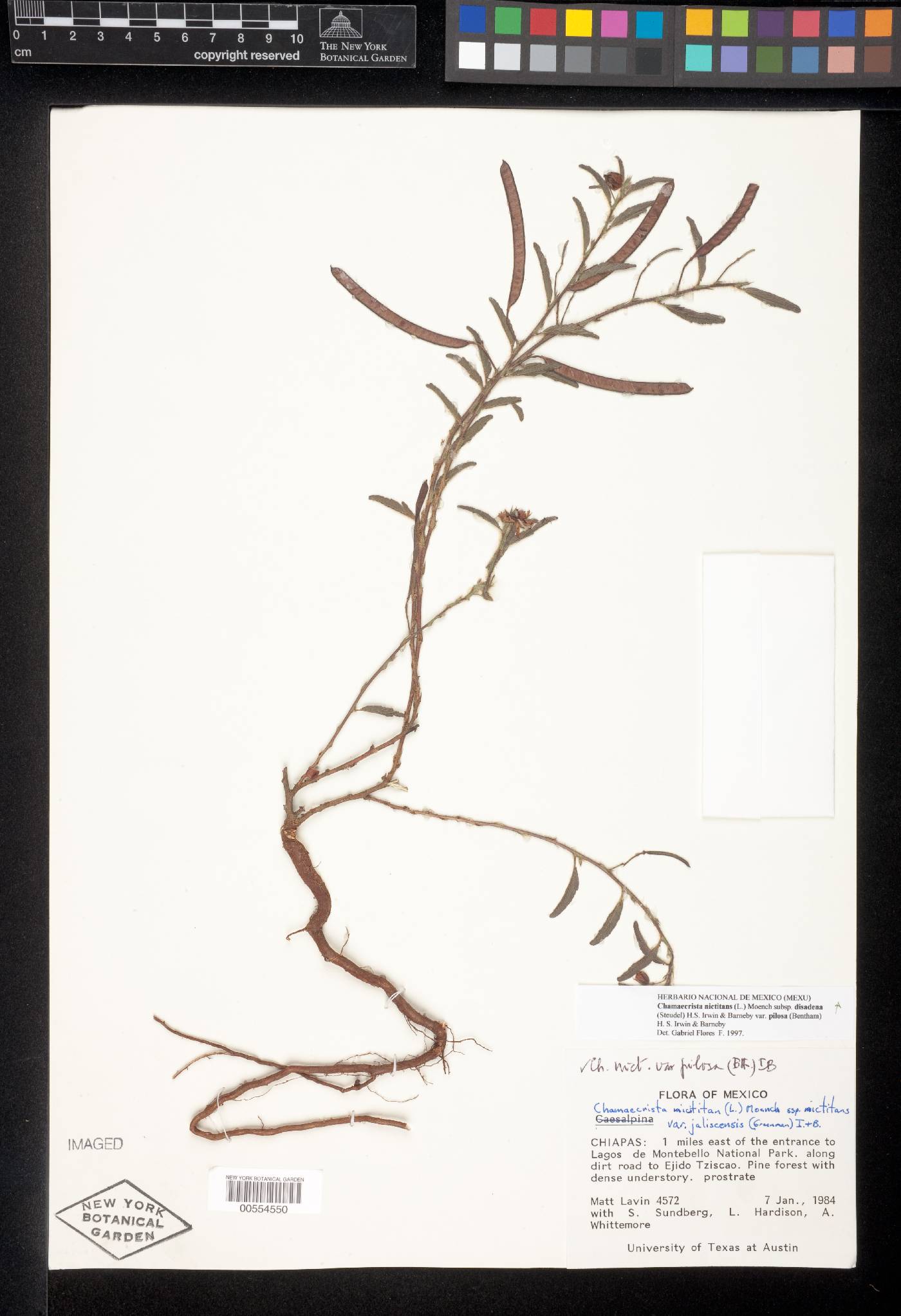 Chamaecrista nictitans var. pilosa image