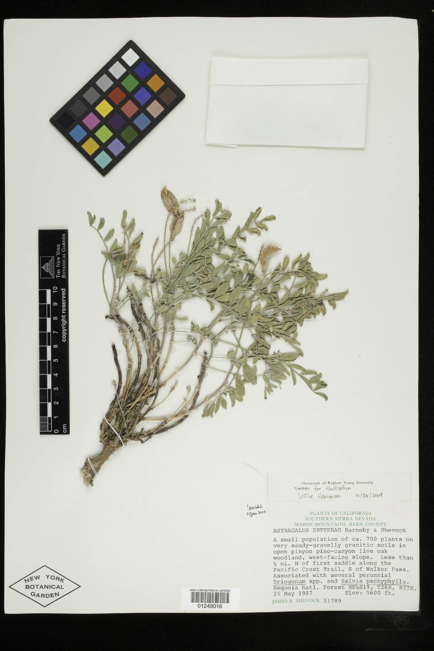 Astragalus ertterae image