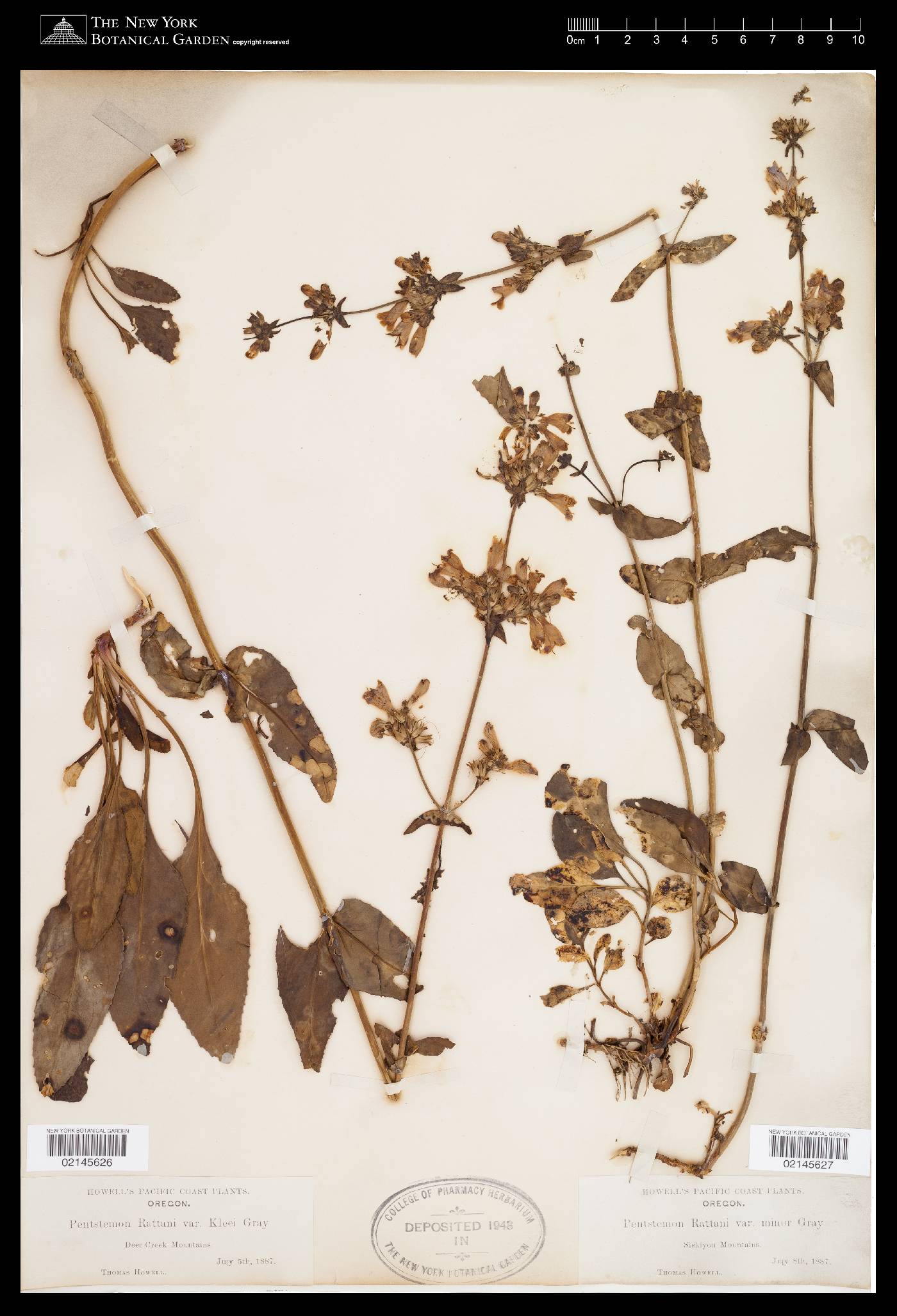 Penstemon rattanii var. kleei image
