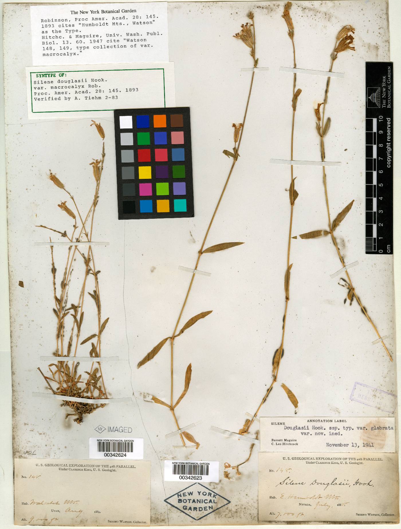 Silene douglasii var. douglasii image