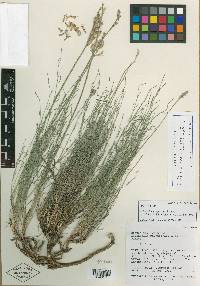 Astragalus conjunctus var. rickardii image