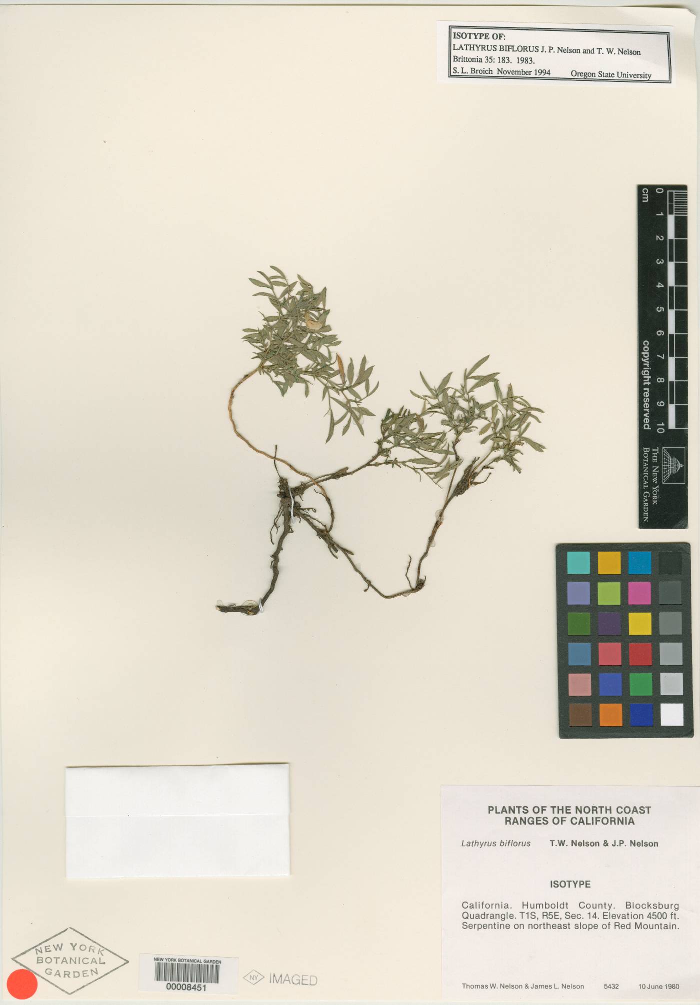 Lathyrus biflorus image