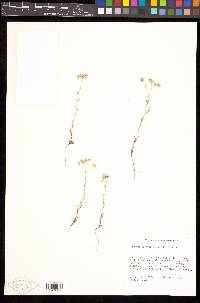 Cryptantha pterocarya image