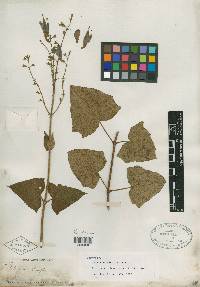 Salvia cacaliifolia image