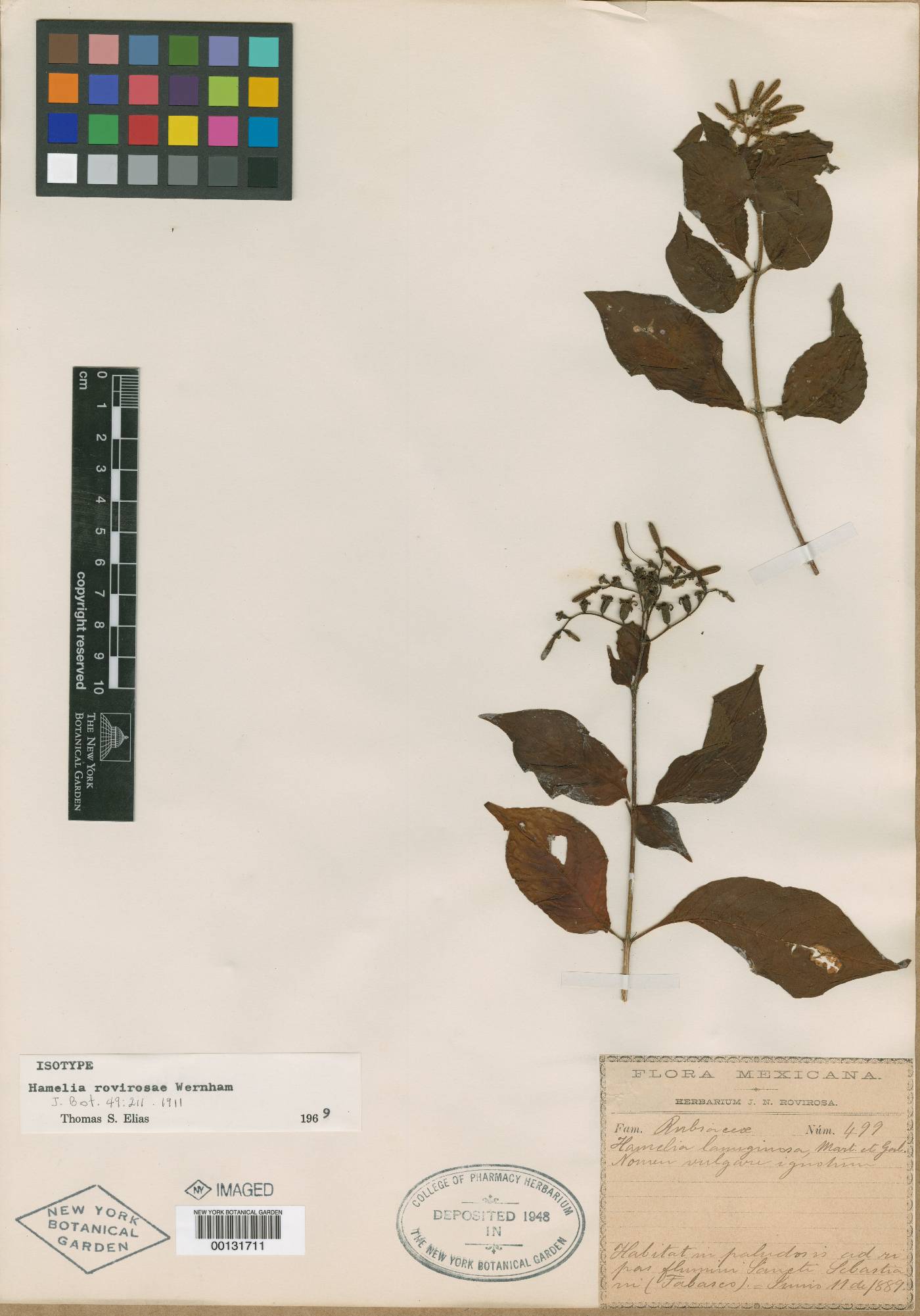 Hamelia rovirosae image