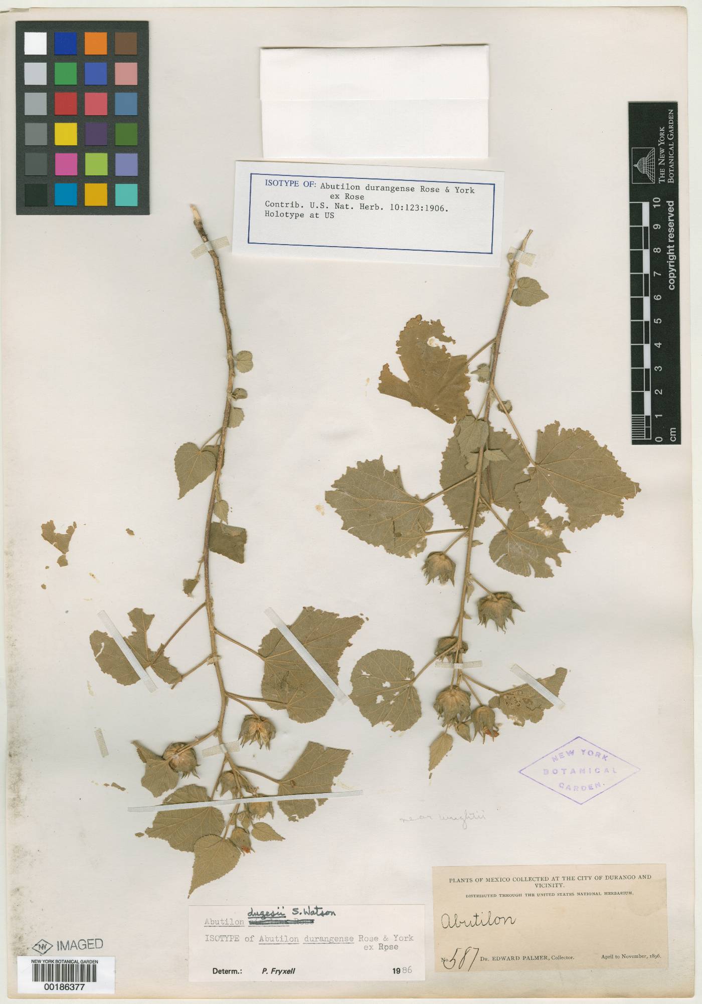 Abutilon simulans image