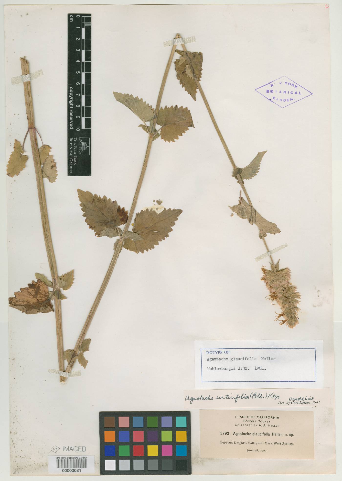 Agastache glaucifolia image
