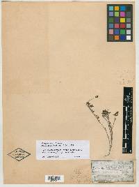 Dalea radicans image