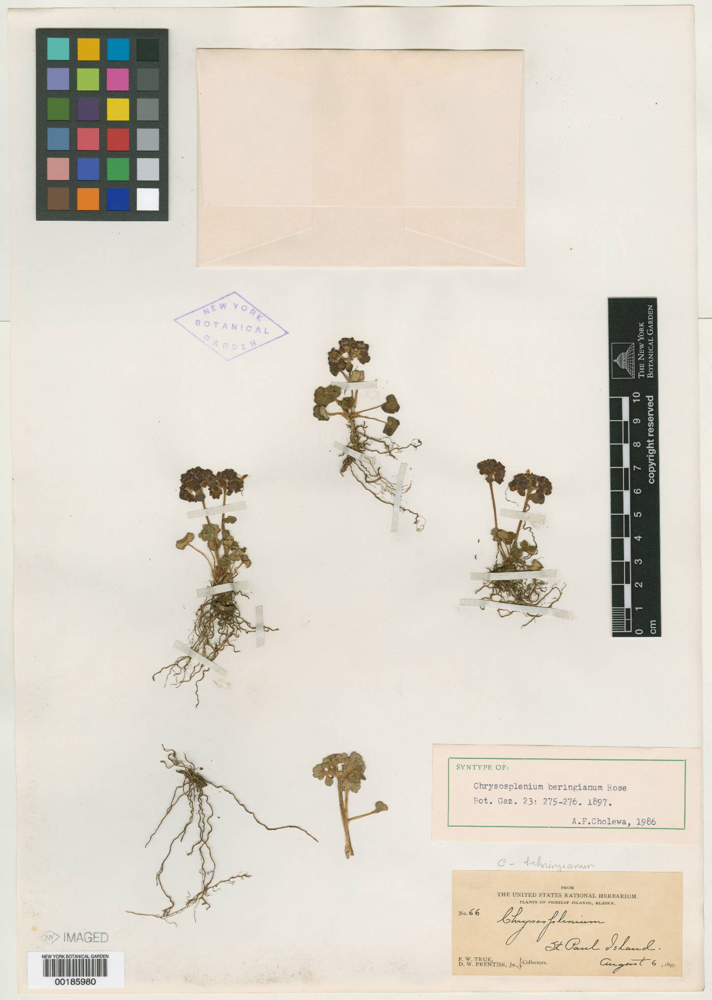 Chrysosplenium beringianum image