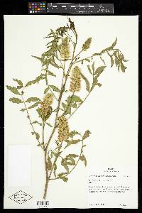 Glycyrrhiza lepidota image