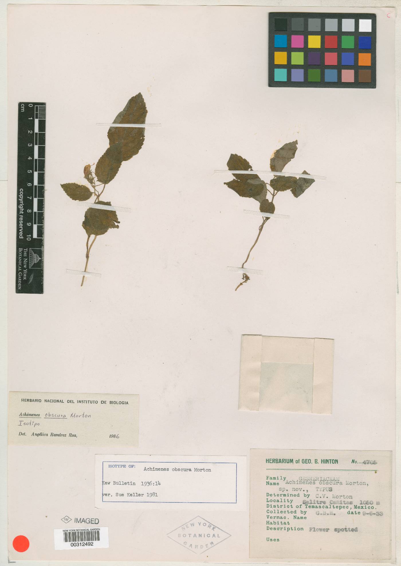 Achimenes obscura image