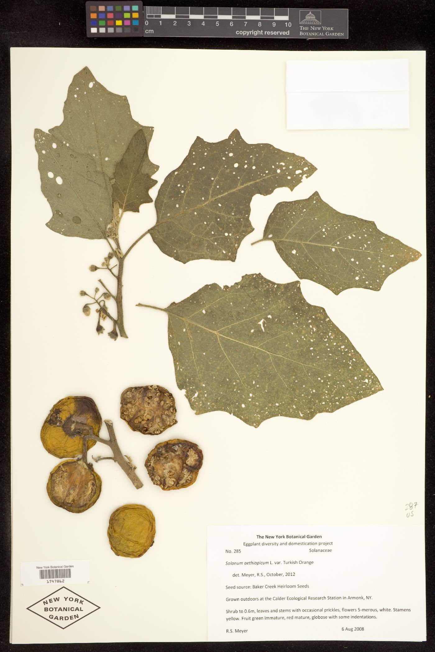 Solanum aethiopicum image