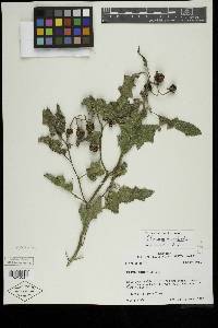 Solanum dimidiatum image